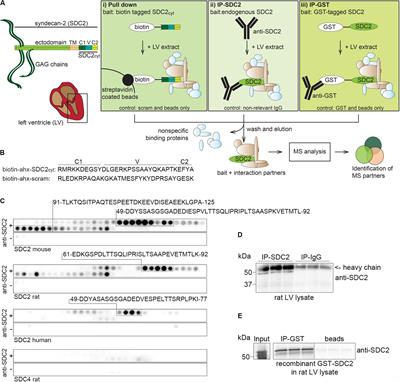 The Cardiac Syndecan-2 Interactome